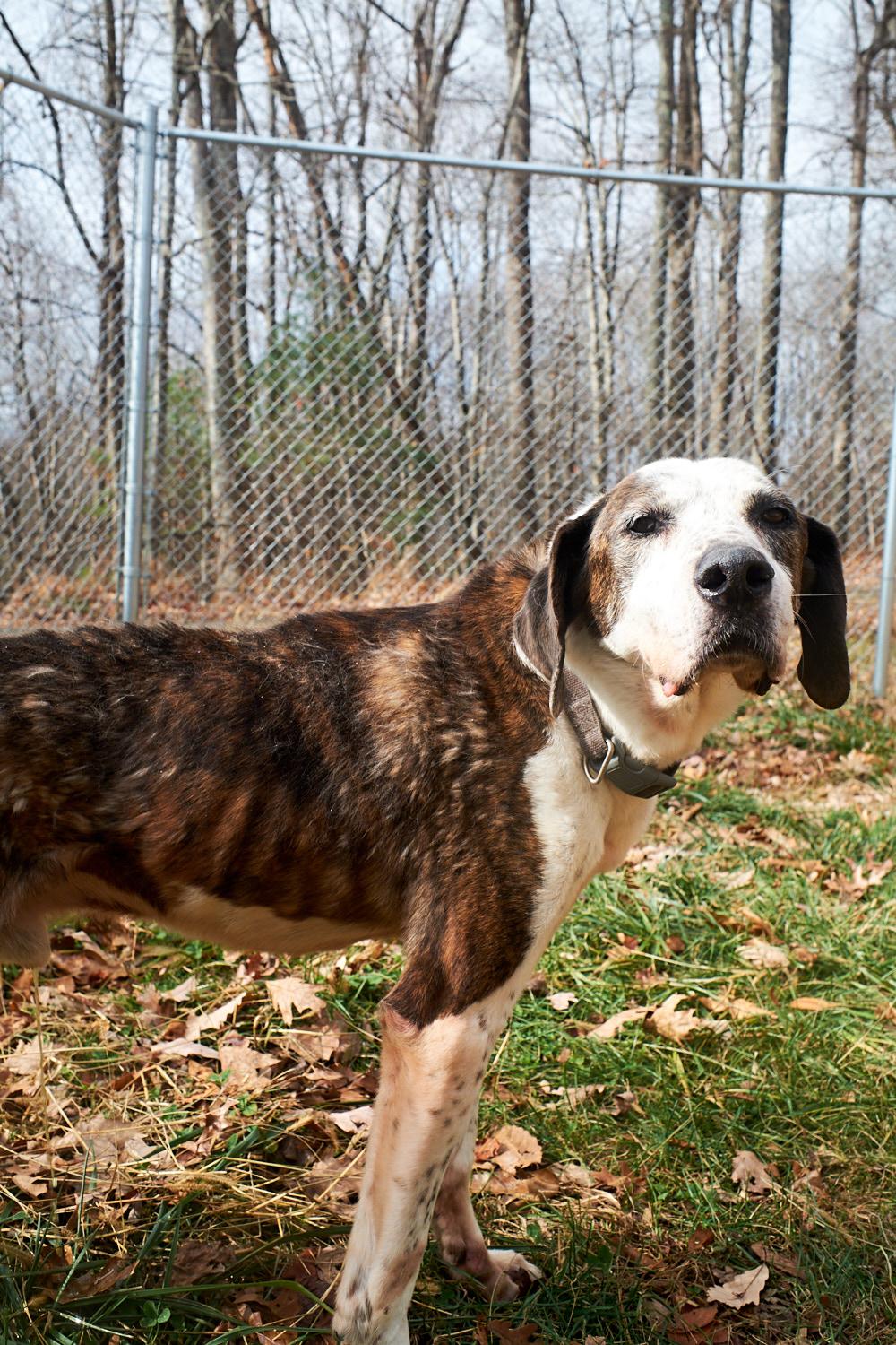 Enlarge Copper, a Adoptable Hound in Floyd, VA image 5/6