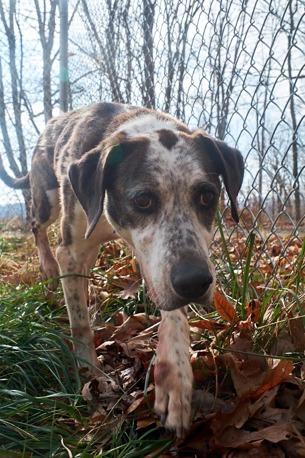Enlarge Copper, a Adoptable Hound in Floyd, VA image 6/6