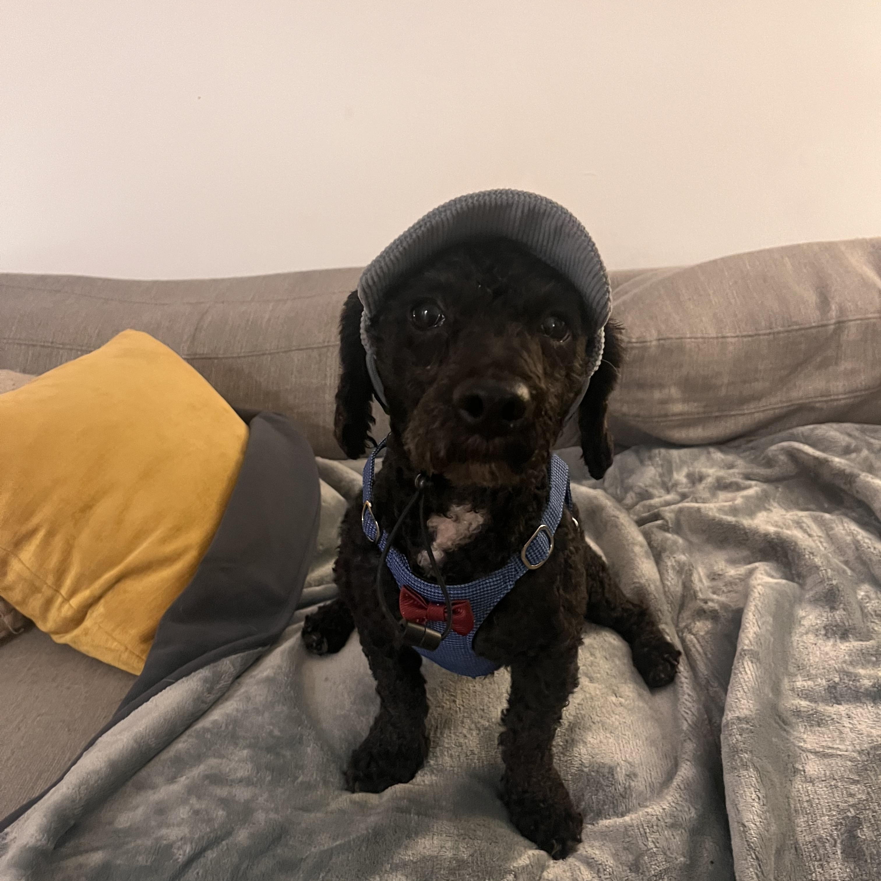 Kas, ADOPTABLE, Adult • Male, Miniature Poodle & Lhasa Apso.