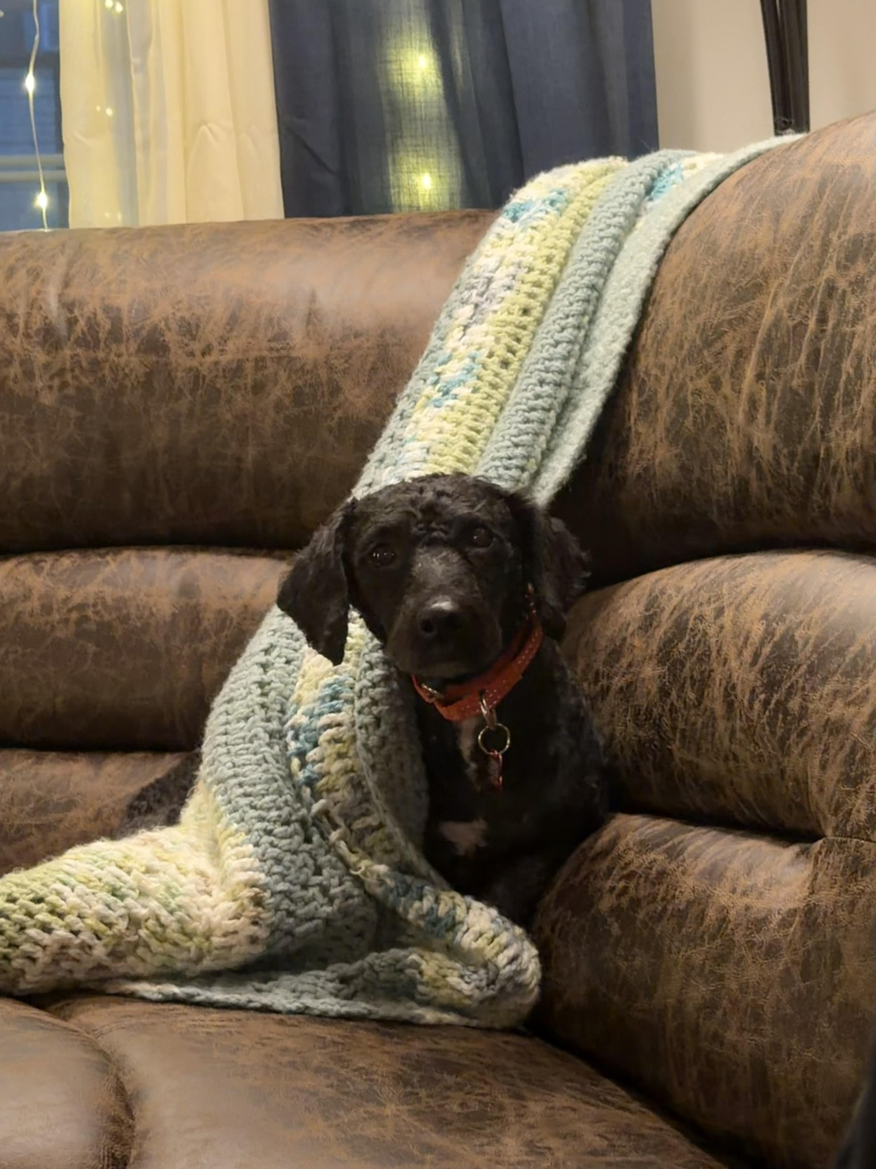 Enlarge Kas, a Adopted mixed breed in Brooklyn, NY image 5/6