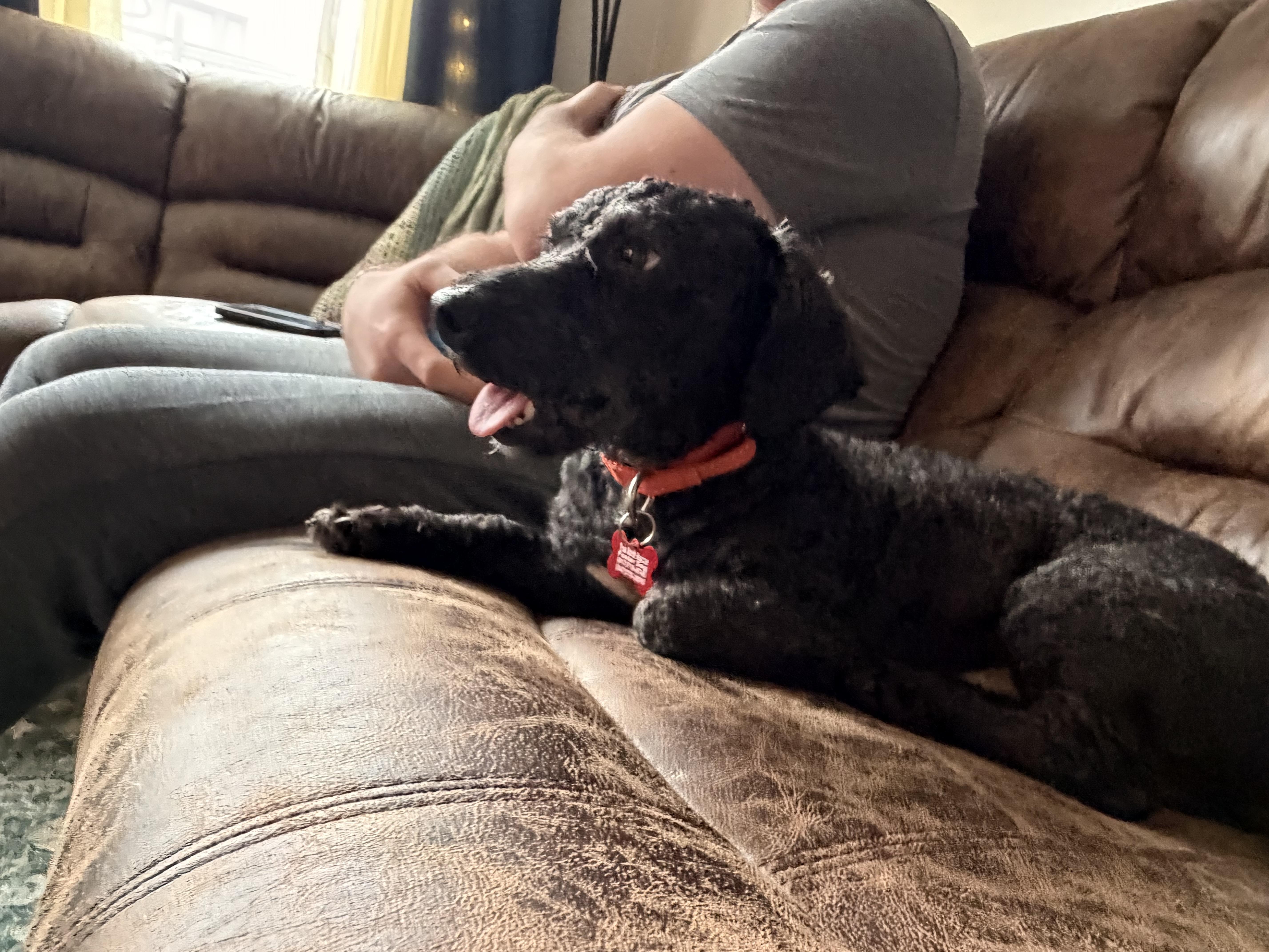 Enlarge Kas, a Adopted mixed breed in Brooklyn, NY image 6/6