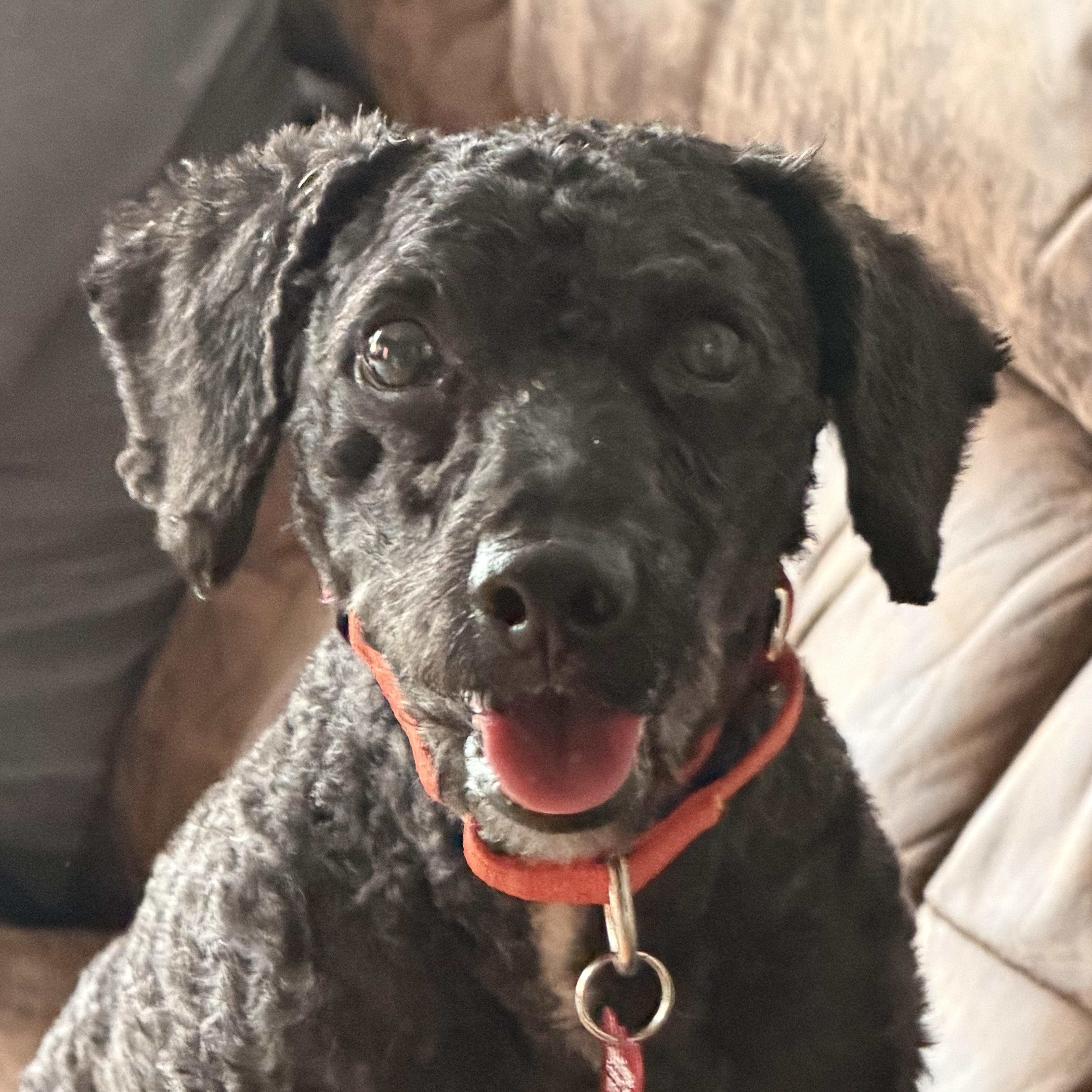 Enlarge Kas, a Adopted mixed breed in Brooklyn, NY image 4/6