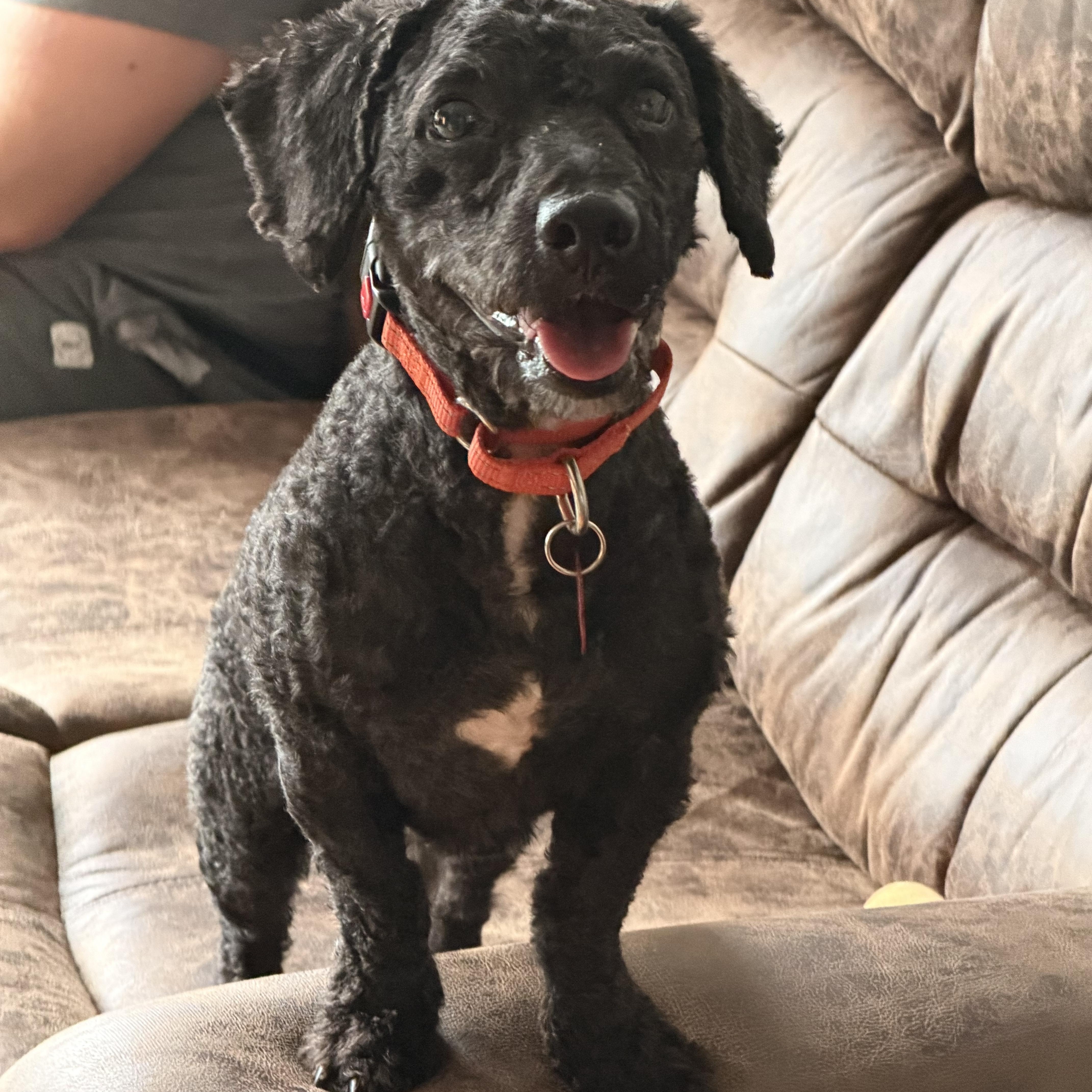 Enlarge Kas, a Adopted mixed breed in Brooklyn, NY image 2/6