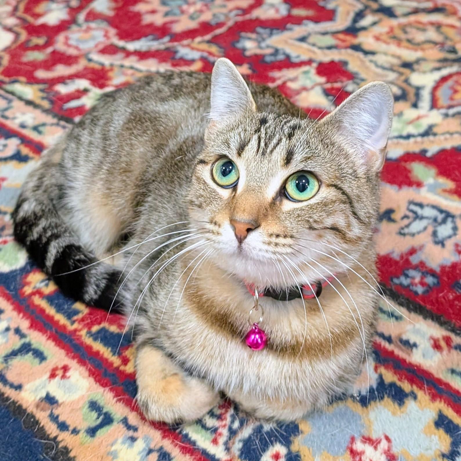 Calypso, ADOPTABLE, Kitten Female American Shorthair.