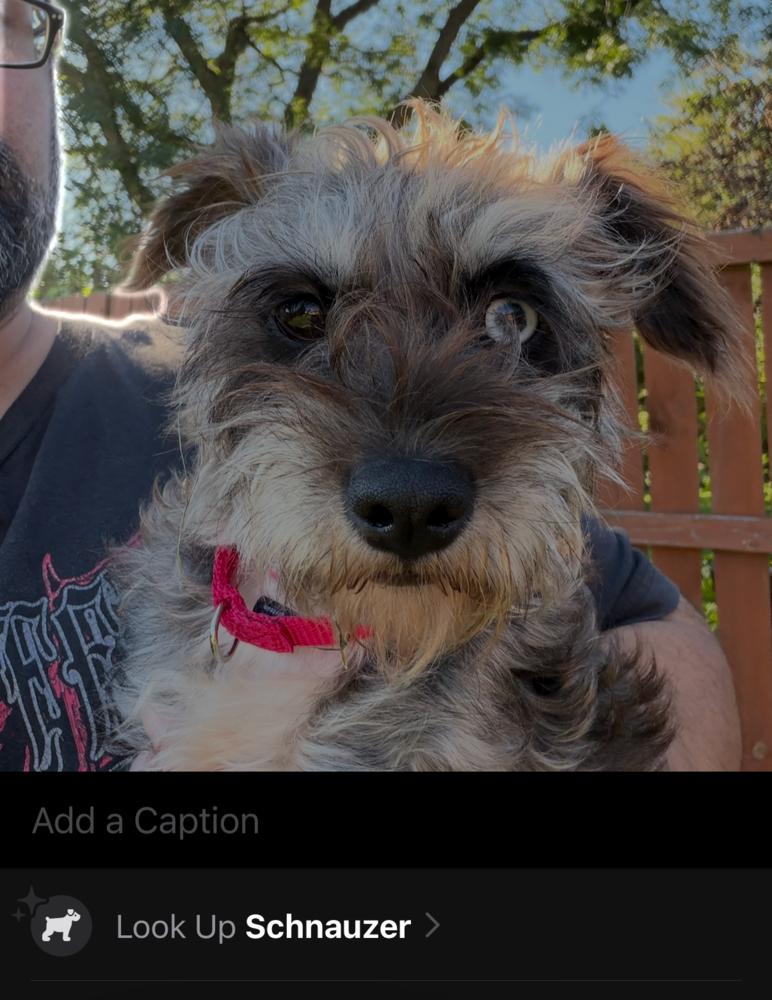 Enlarge 1417 (Daisy), a Adoptable Schnauzer in Plymouth, MI image 1/2
