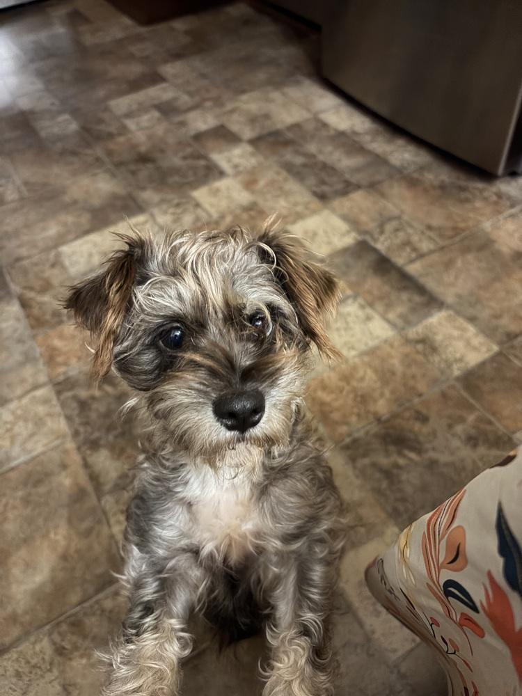 Enlarge 1417 (Daisy), a Adoptable Schnauzer in Plymouth, MI image 2/2