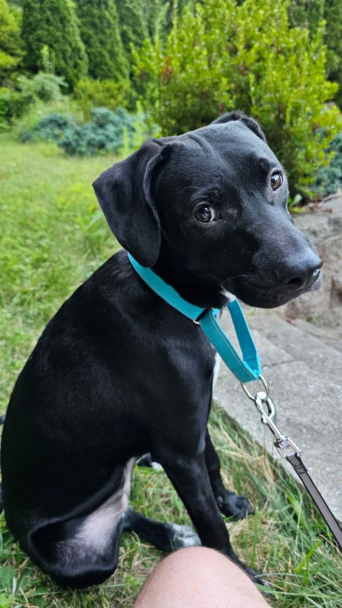 Enlarge Kooky, a ADOPTABLE mixed breed in Watertown, CT image 4/4
