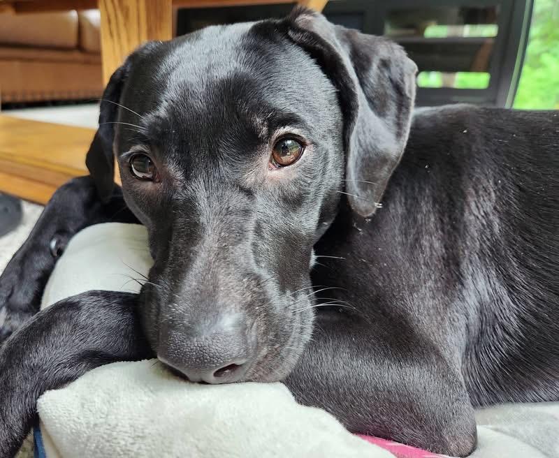 Enlarge Kooky, a ADOPTABLE mixed breed in Watertown, CT image 2/4