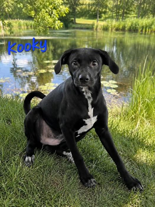 Enlarge Kooky, a ADOPTABLE mixed breed in Watertown, CT image 3/4