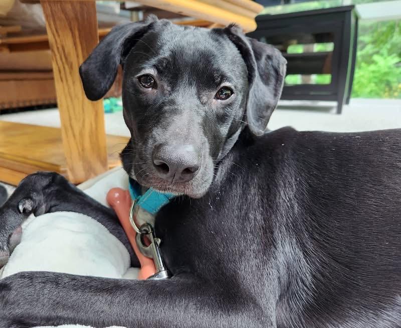 Kooky, ADOPTABLE, Young Female Australian Cattle Dog / Blue Heeler & Black Labrador Retriever.