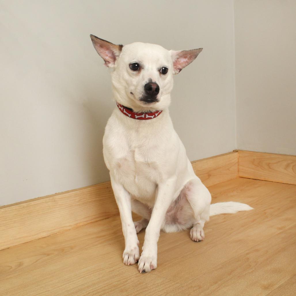 Neuf D67470 (Sponsored), Adoptable, Young Male Jack Russell Terrier & Chihuahua.