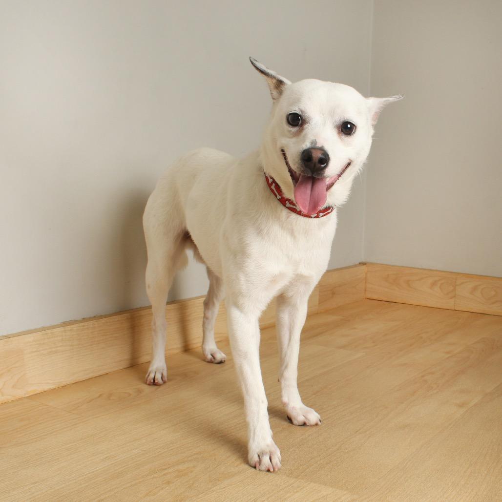Neuf D67470 (Sponsored), a Adoptable mixed breed in Minnetonka, MN image 2/6