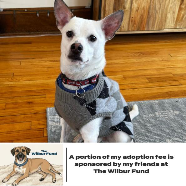 Neuf D67470 (Sponsored), a Adoptable mixed breed in Minnetonka, MN image 4/6