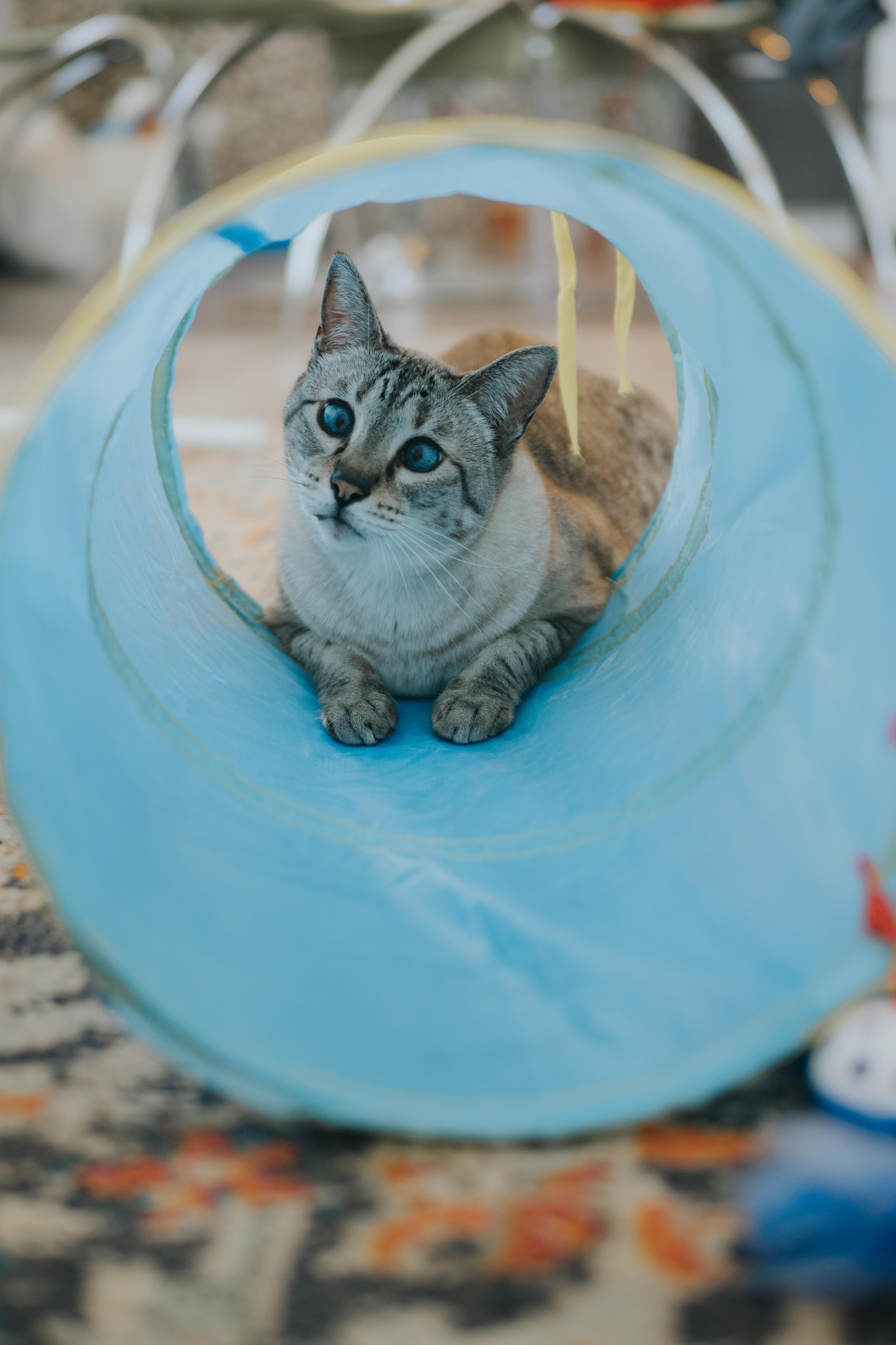 Enlarge Niska, a Adopted mixed breed in Montreal, QC image 3/5