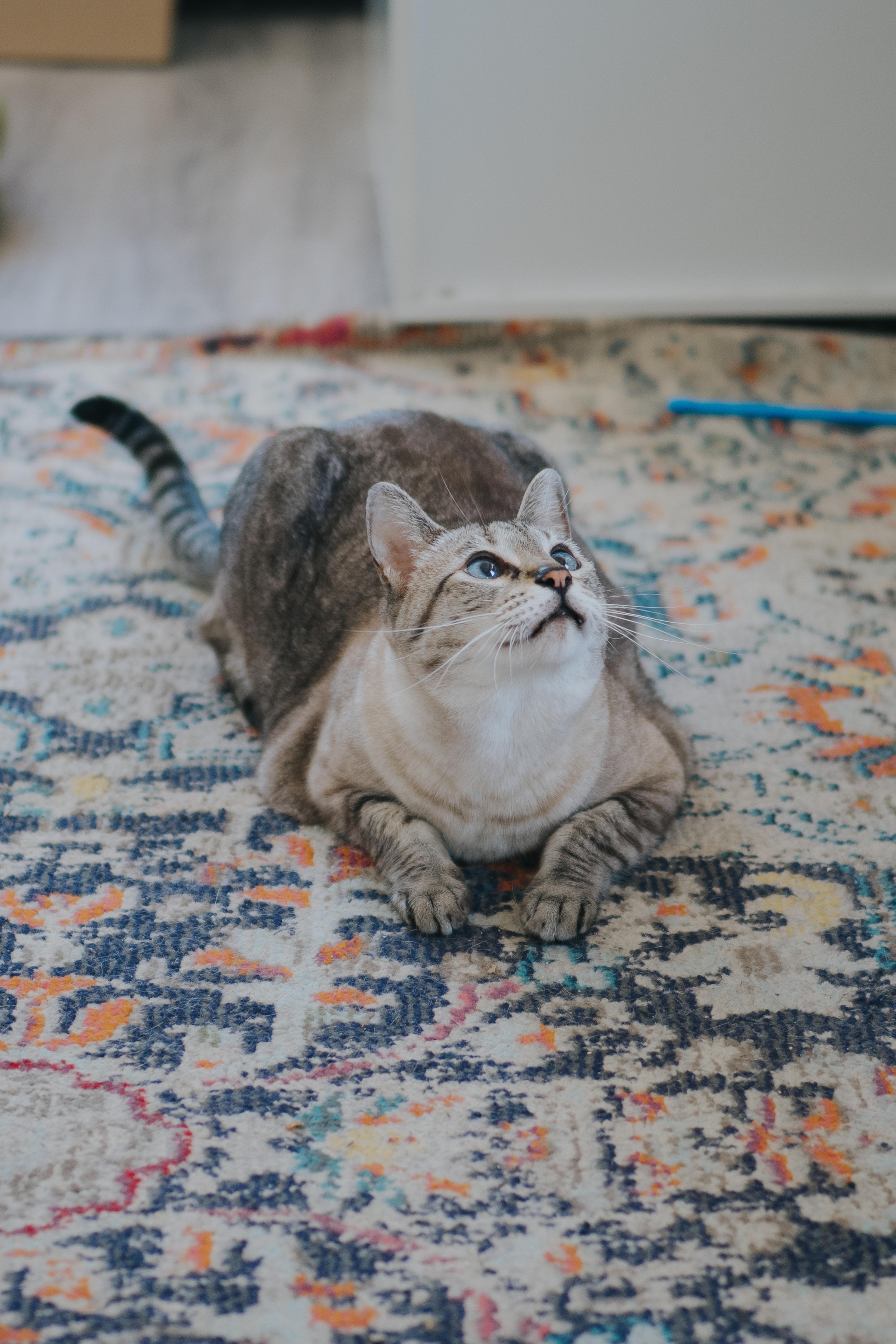 Enlarge Niska, a Adopted mixed breed in Montreal, QC image 4/5