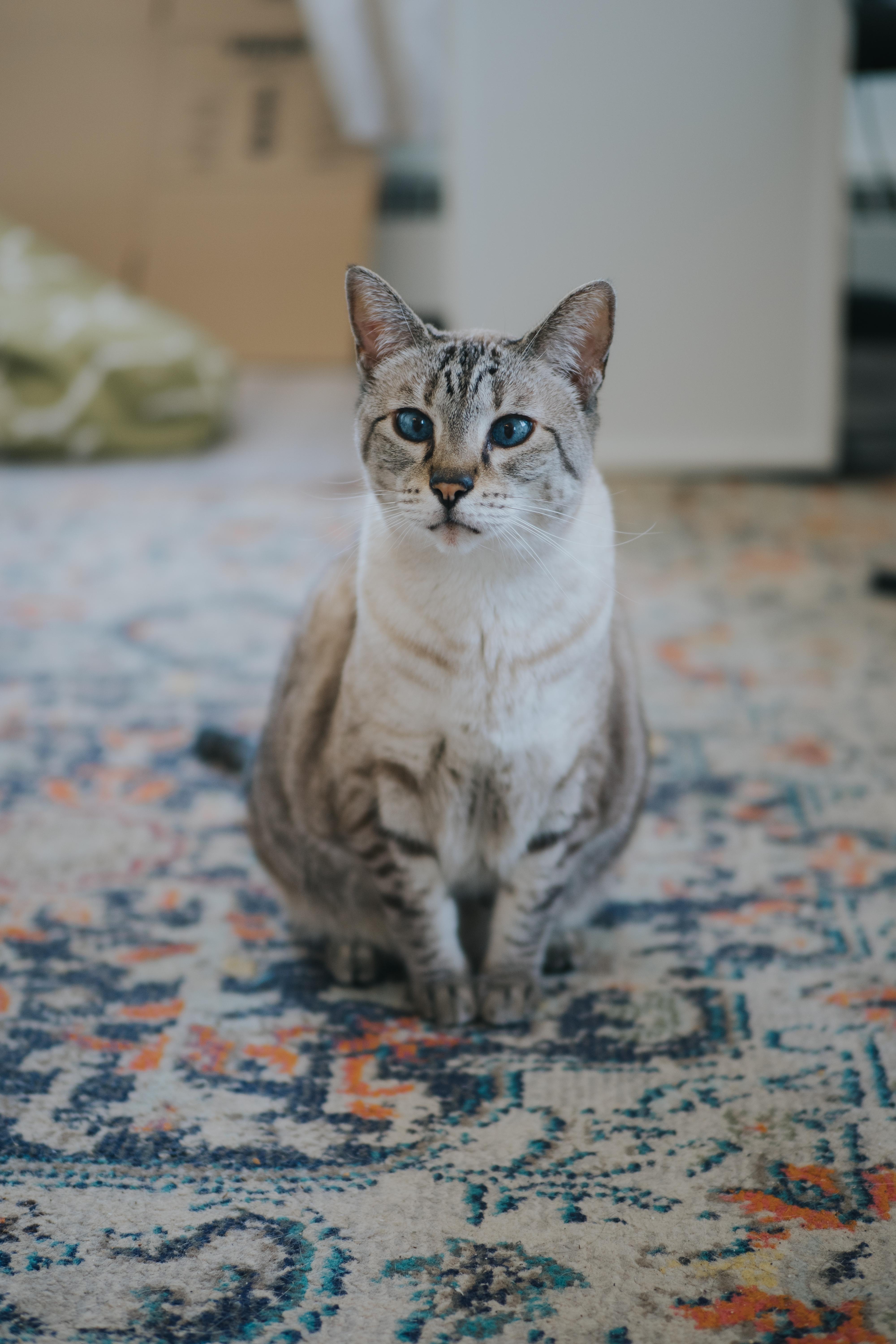 Niska, Adopted, Adult Female Bengal & Siamese.
