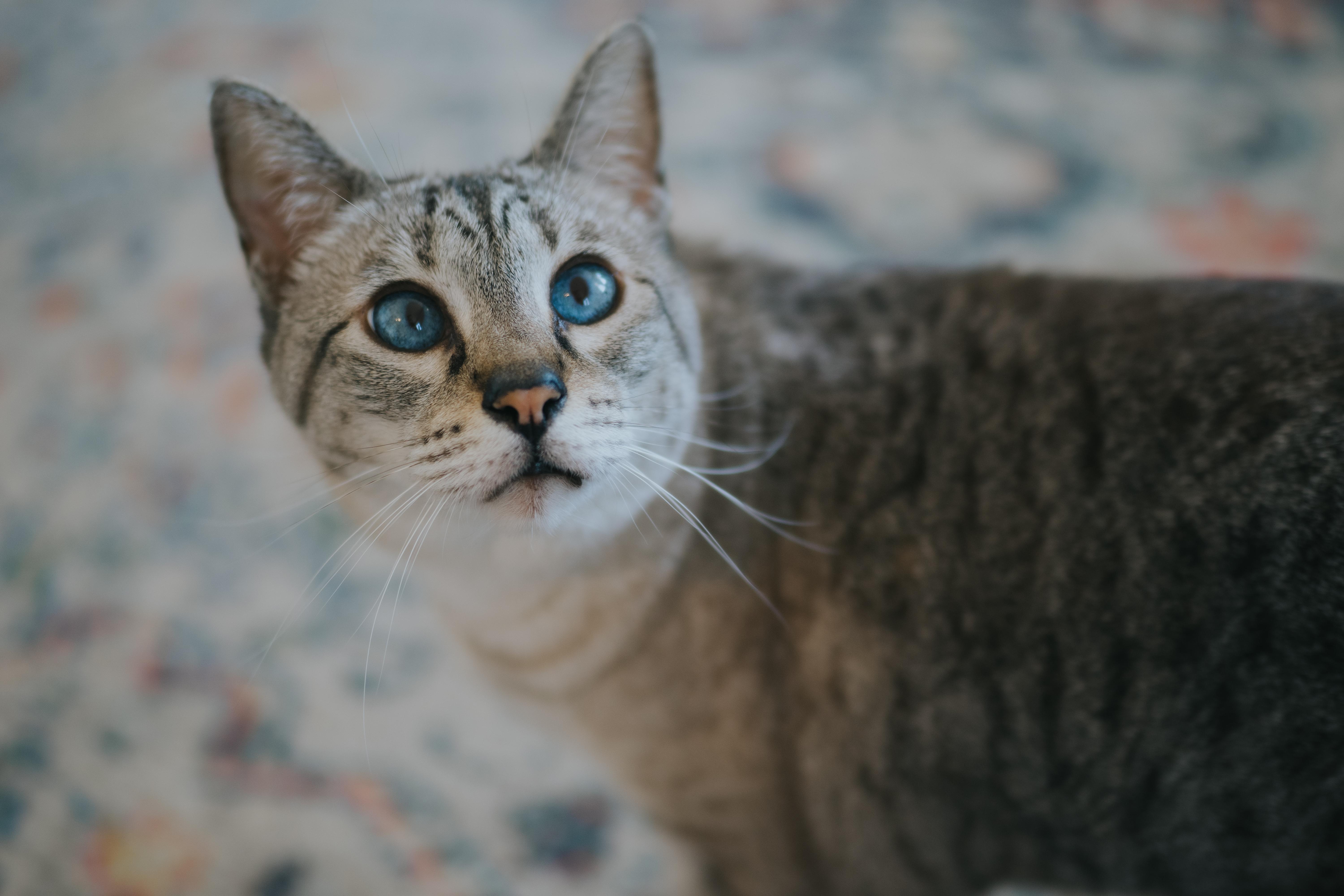 Enlarge Niska, a Adopted mixed breed in Montreal, QC image 2/5