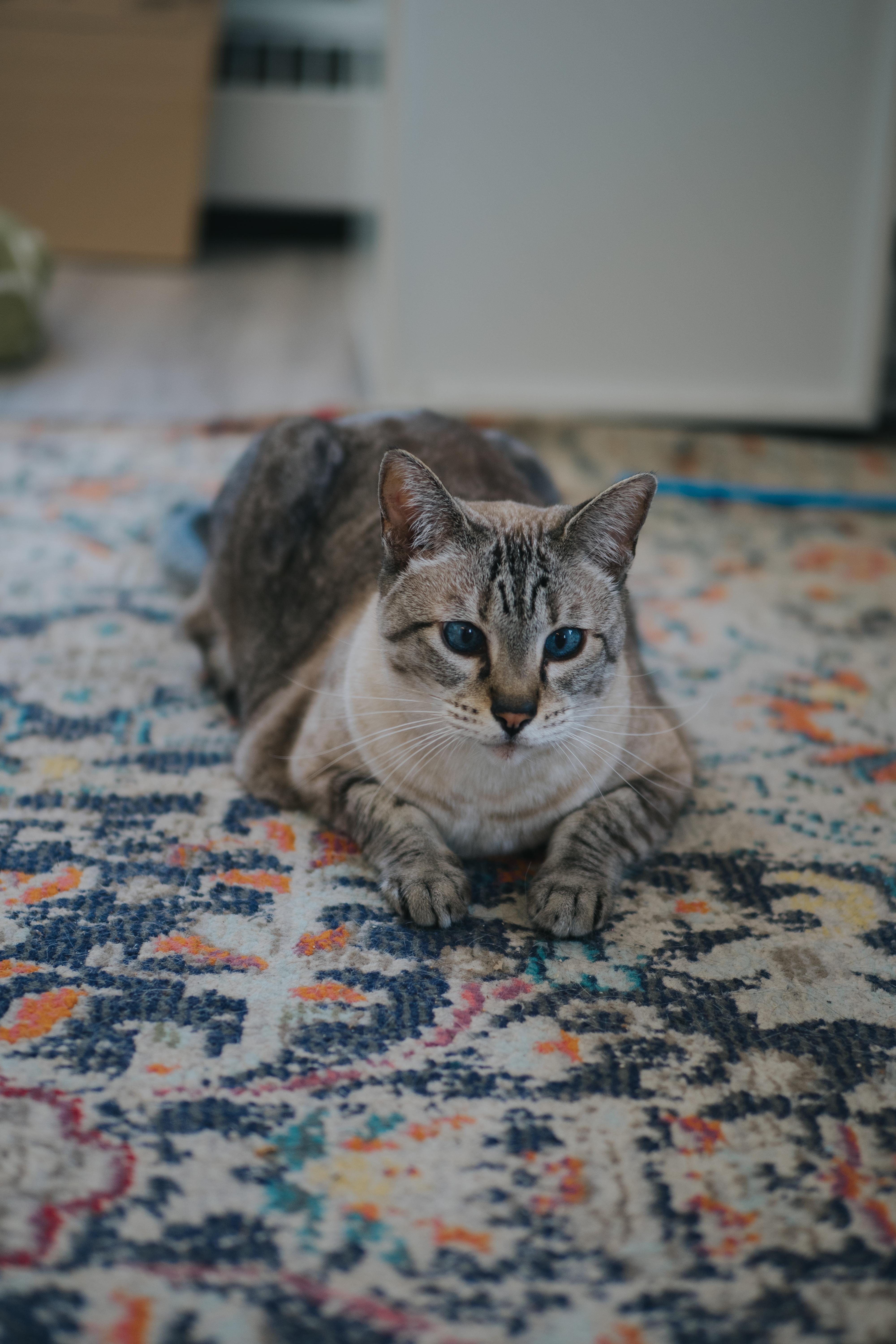 Enlarge Niska, a Adopted mixed breed in Montreal, QC image 5/5