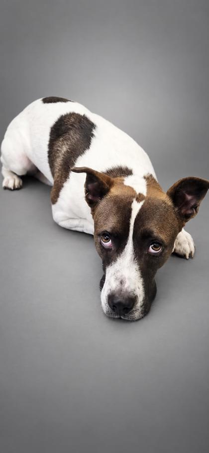 Captain~HERE FOR 5 MONTHS! :-(, Adoptable, Adult Male Shepherd & Hound.
