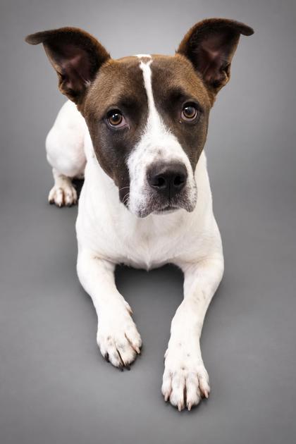 Enlarge Captain~HERE FOR 5 MONTHS! :-(, a Adoptable mixed breed in Bowling Green, KY image 2/3