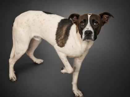 Enlarge Captain, a Adoptable mixed breed in Bowling Green, KY image 1/3
