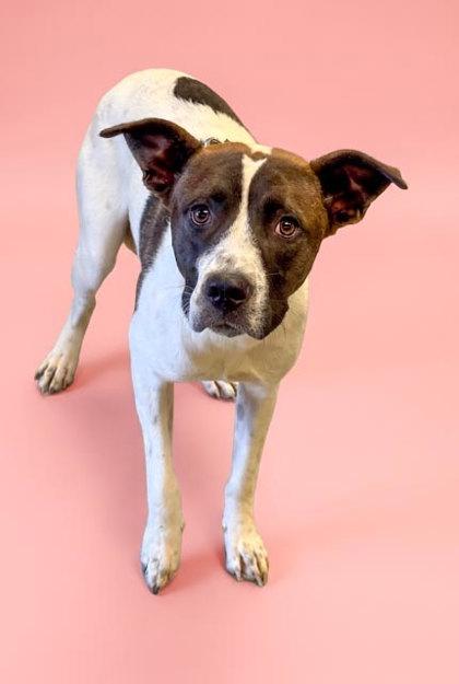 Captain, Adoptable, Adult Male Shepherd & Hound.