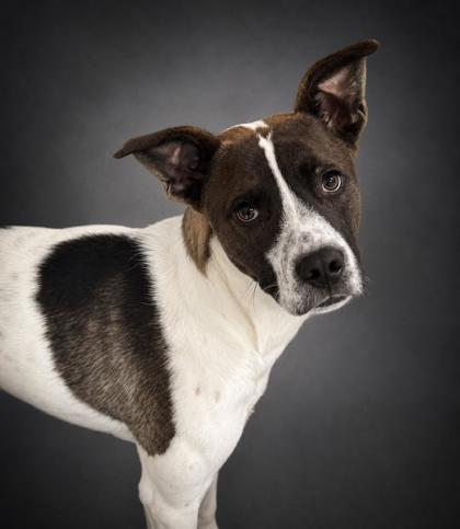 Captain, a Adoptable mixed breed in Bowling Green, KY image 2/3