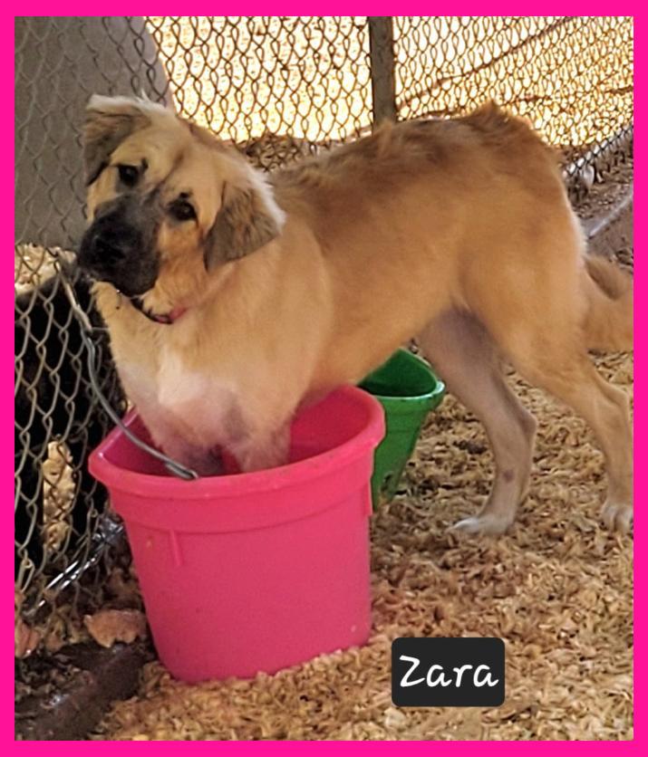 Enlarge Zara, a Adopted Anatolian Shepherd in Granbury, TX image 2/2