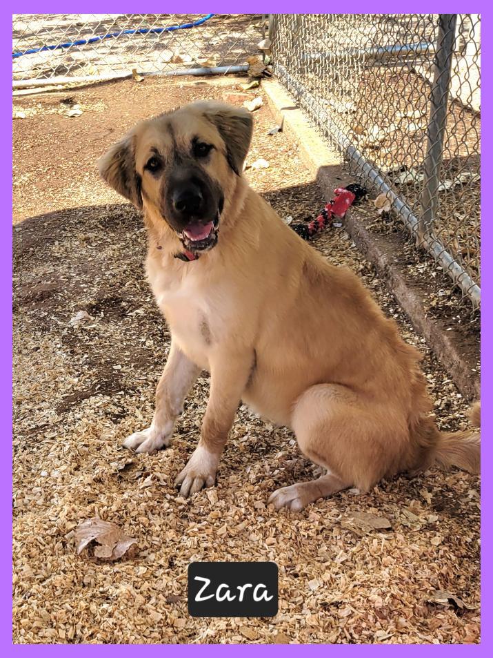 Zara, Adopted, Young Female Anatolian Shepherd.