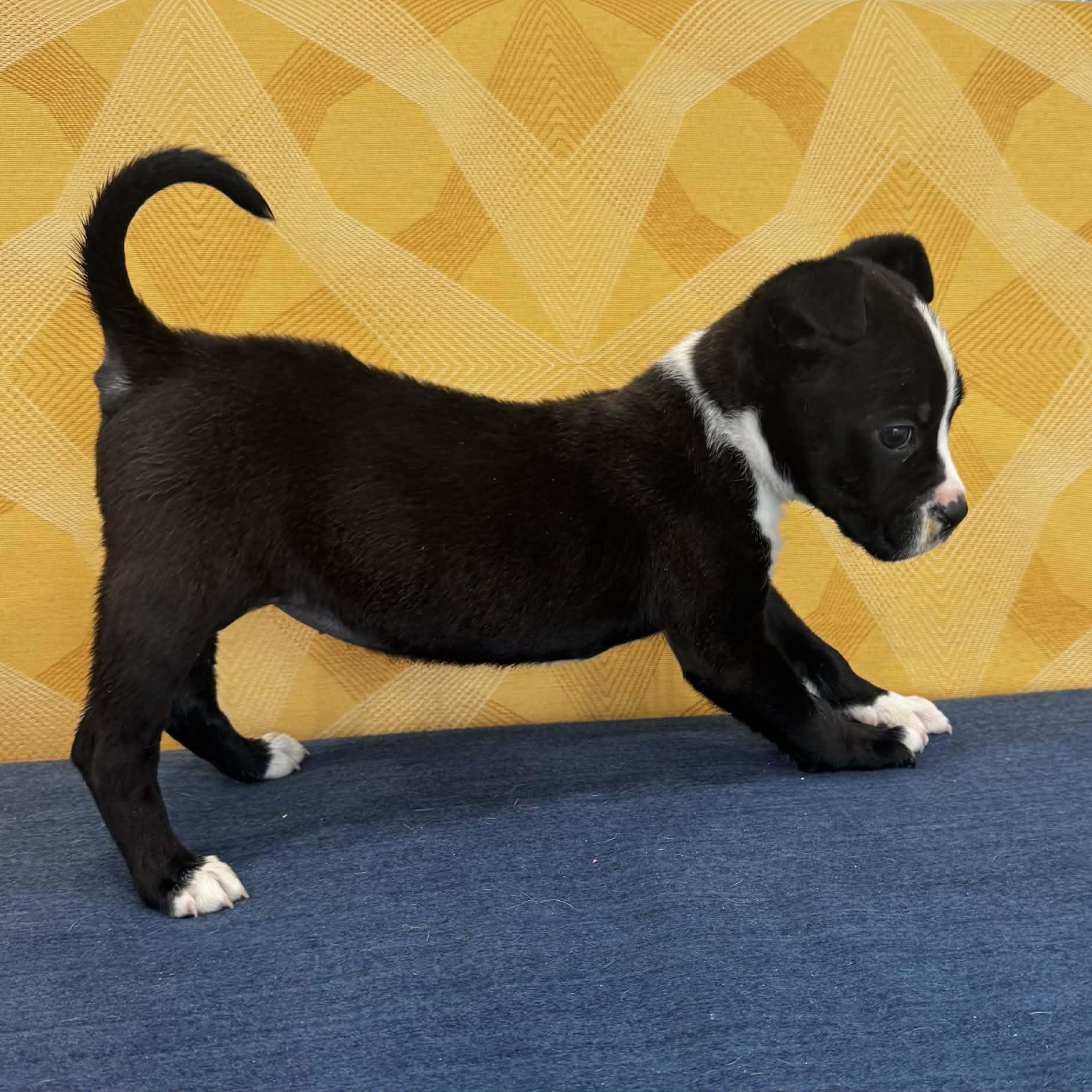 Tami, an adopted mixed breed in Danbury, CT image 2/6