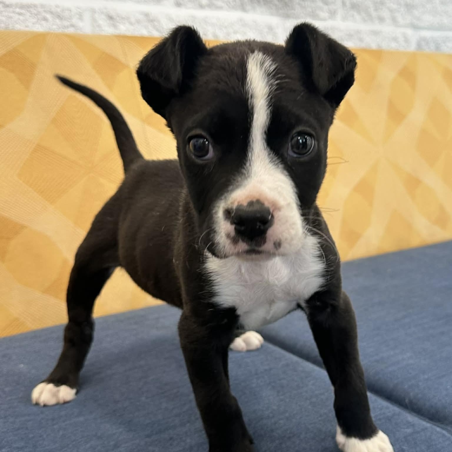 Tami, an adopted mixed breed in Danbury, CT image 1/6