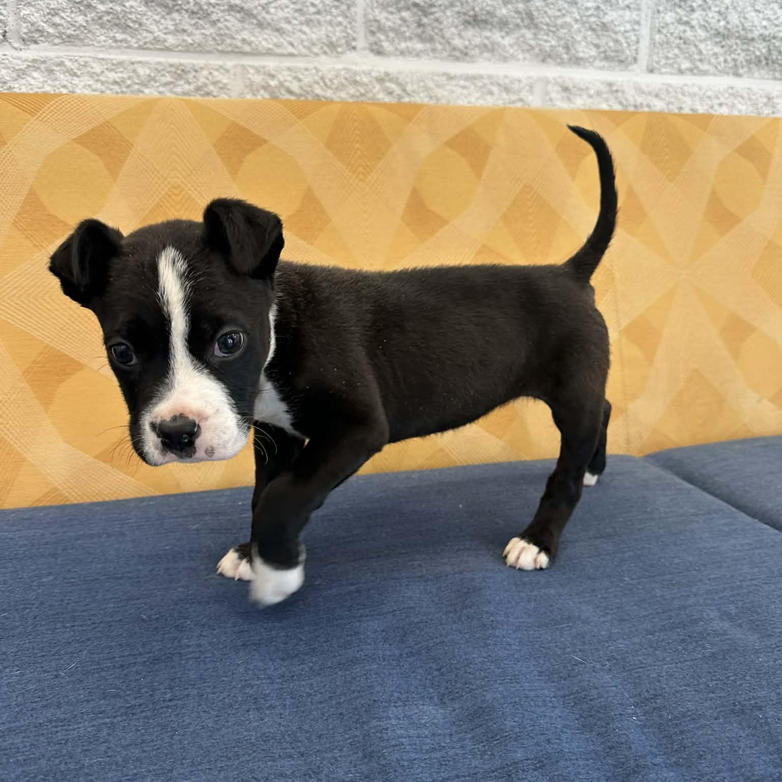 Tami, an adopted mixed breed in Danbury, CT image 5/6