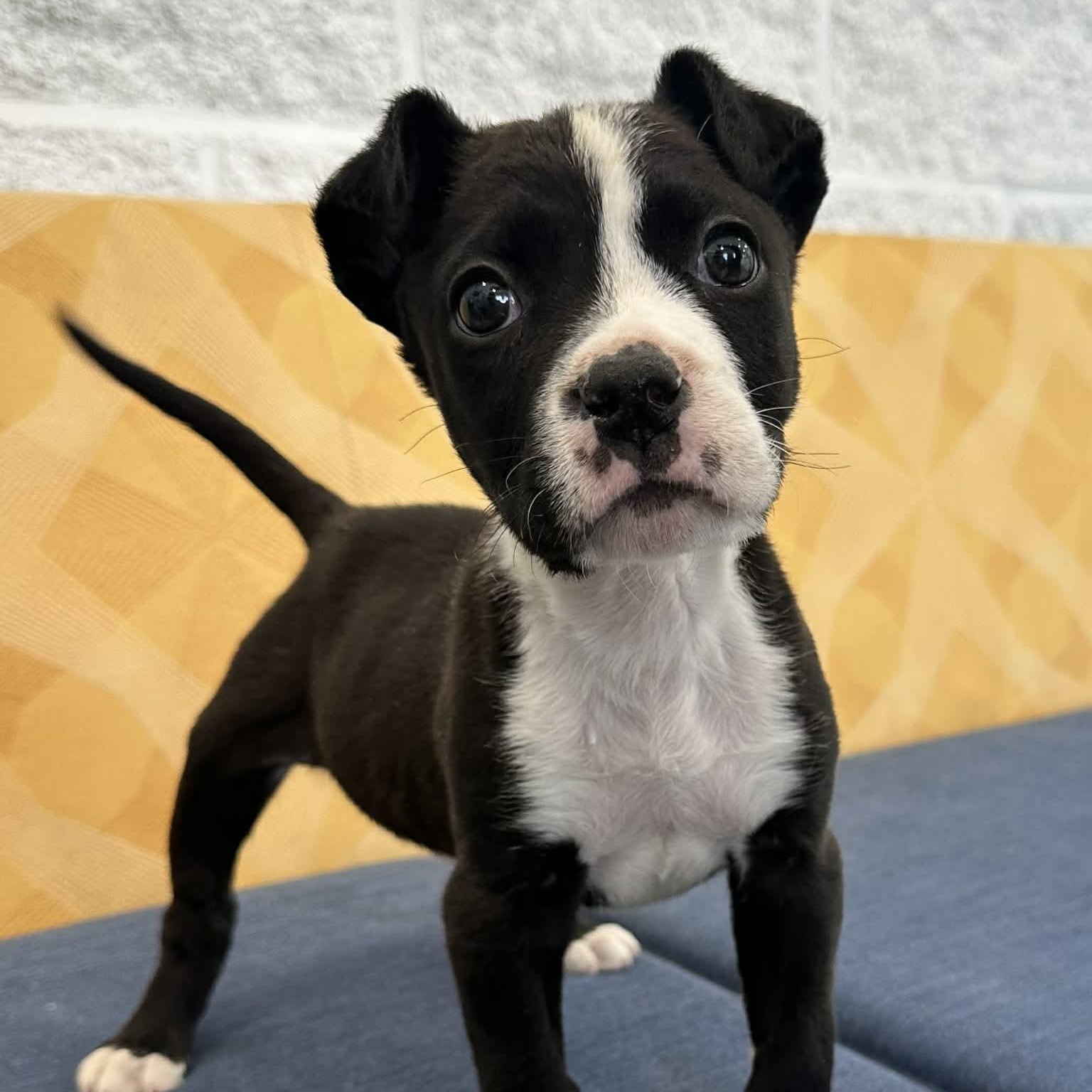 Tami, an adopted mixed breed in Danbury, CT image 4/6