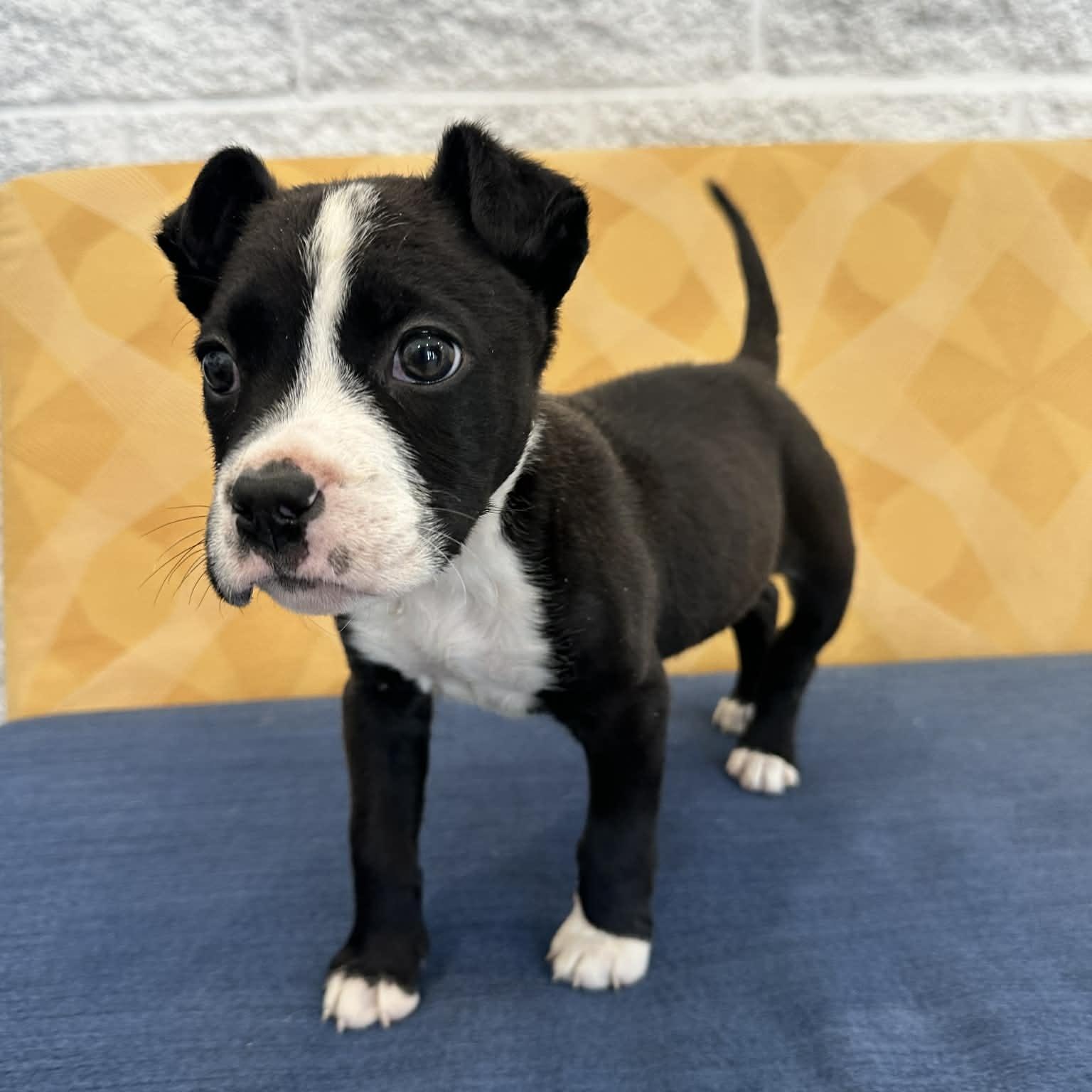 Tami, an adopted mixed breed in Danbury, CT image 6/6