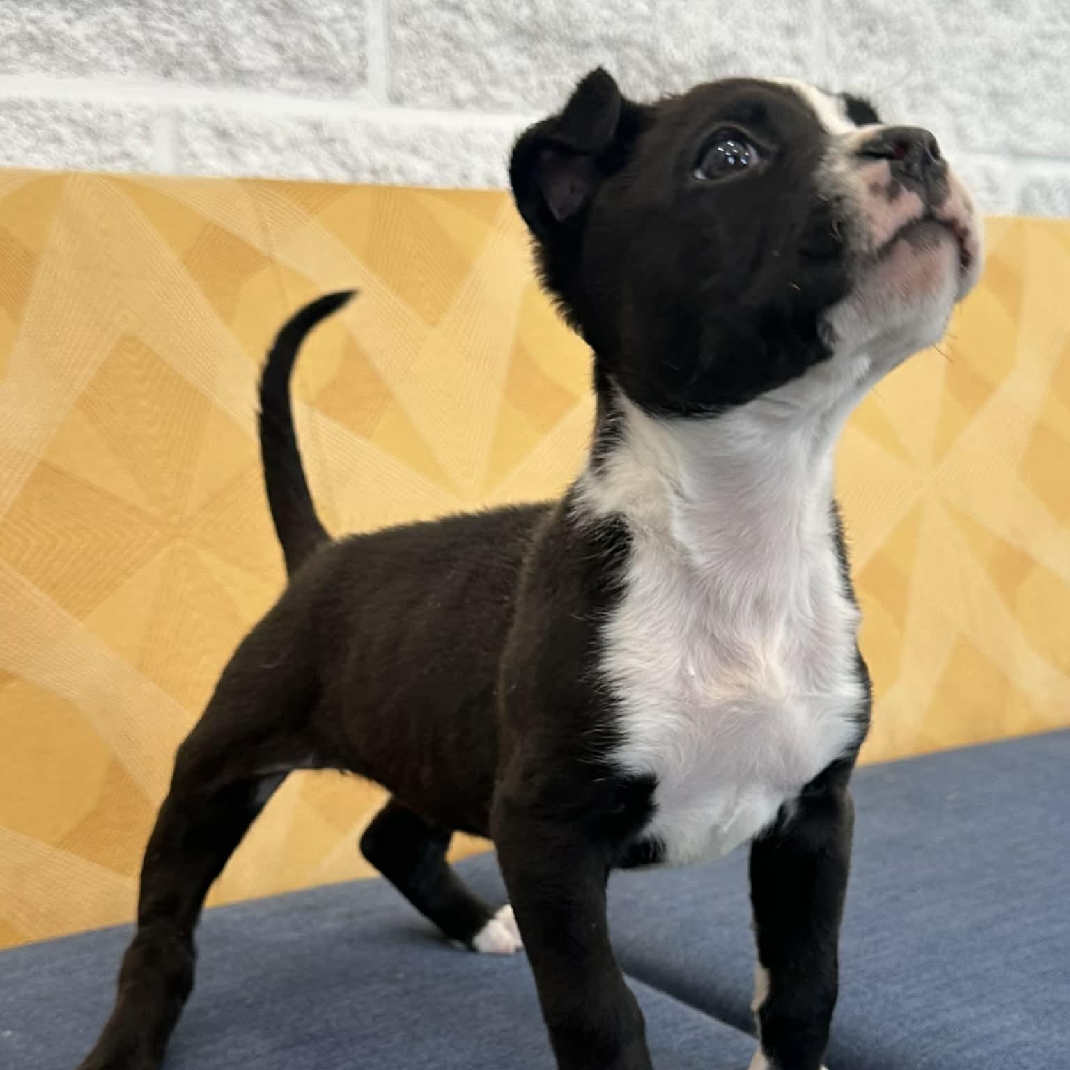 Tami, an adopted mixed breed in Danbury, CT image 3/6