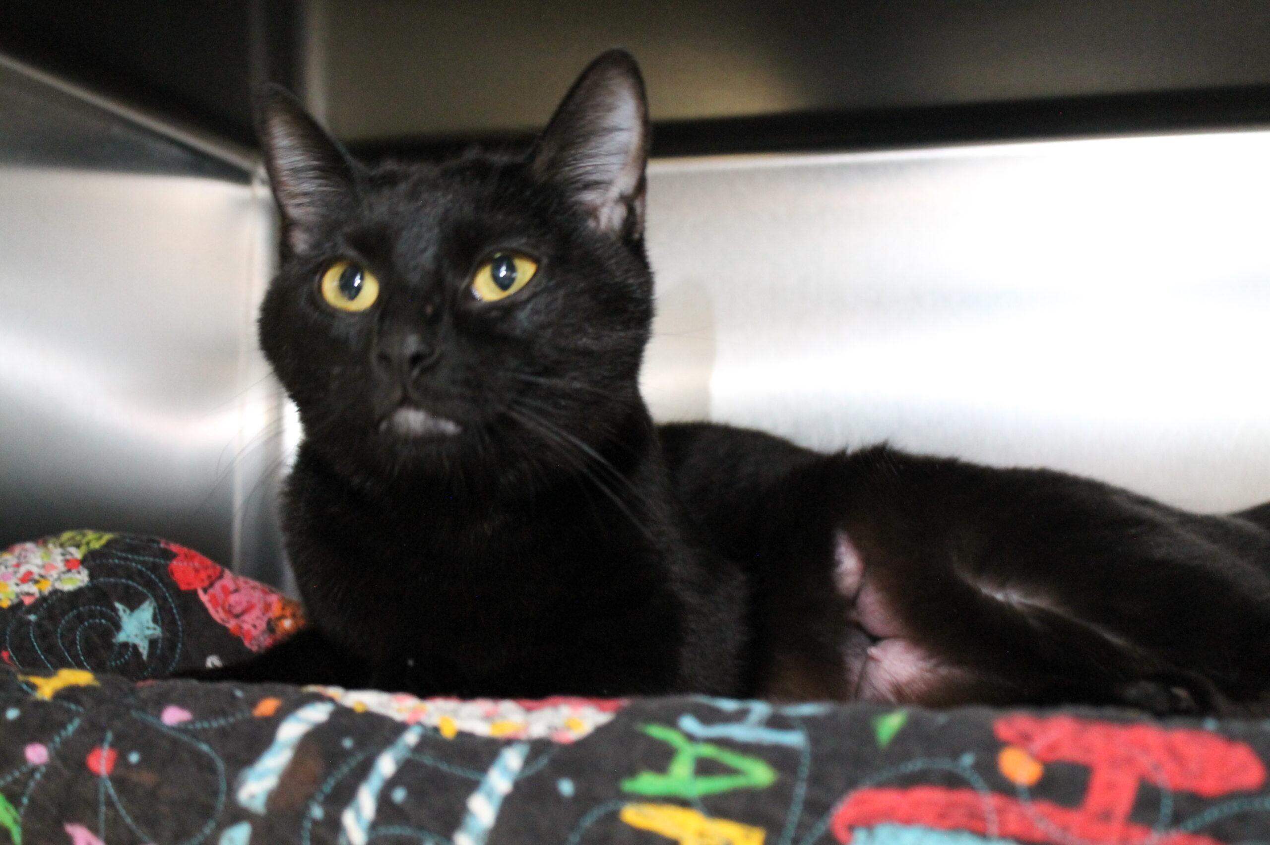 Jolene, ADOPTABLE, Young Female Domestic Short Hair.