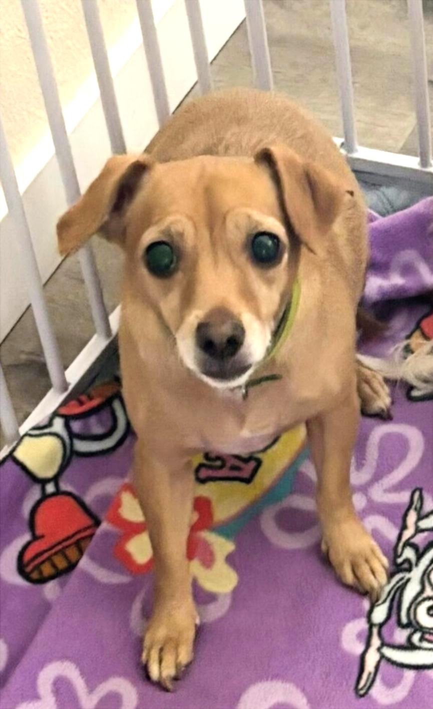 Enlarge Bella V, an adopted mixed breed in Phoenix, AZ image 1/1