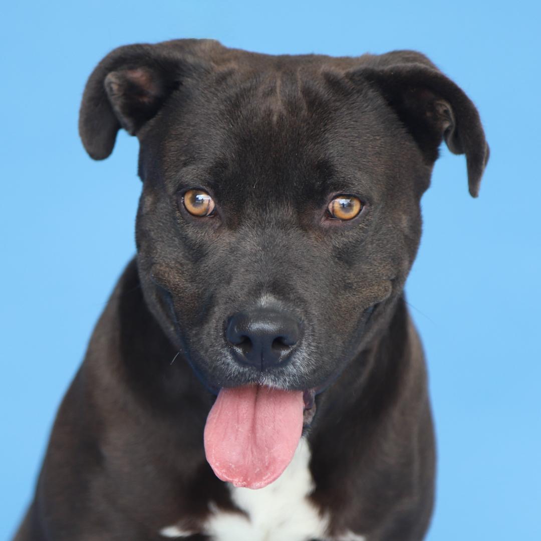 VALENTINA, Adoptable, Adult Female Pit Bull Terrier.