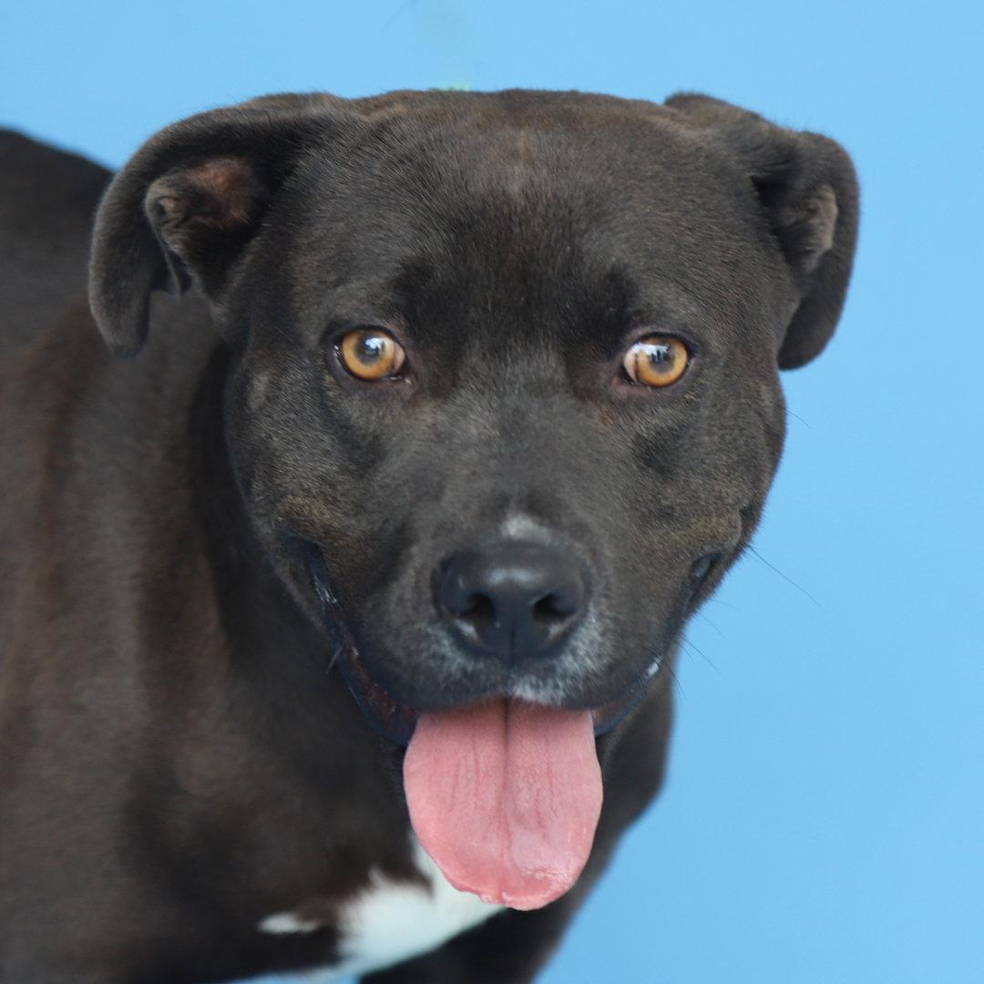 VALENTINA, a Adoptable Pit Bull Terrier in Pasadena, CA image 2/3