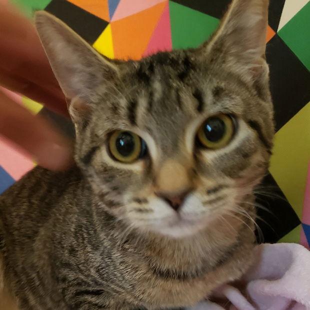 Enlarge Wren, a Adoptable Domestic Short Hair in Fishkill, NY image 1/1