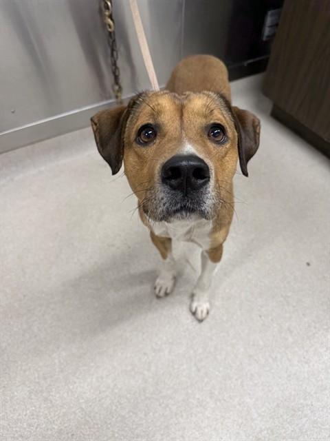 Enlarge REX, a Adoptable mixed breed in Fairbanks, AK image 1/1