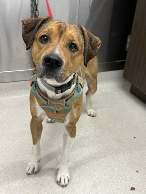 Enlarge REX, a Adoptable mixed breed in Fairbanks, AK image 1/1