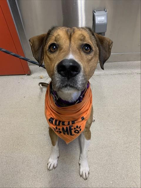 REX, Adoptable, Adult Male Hound & Mixed Breed.
