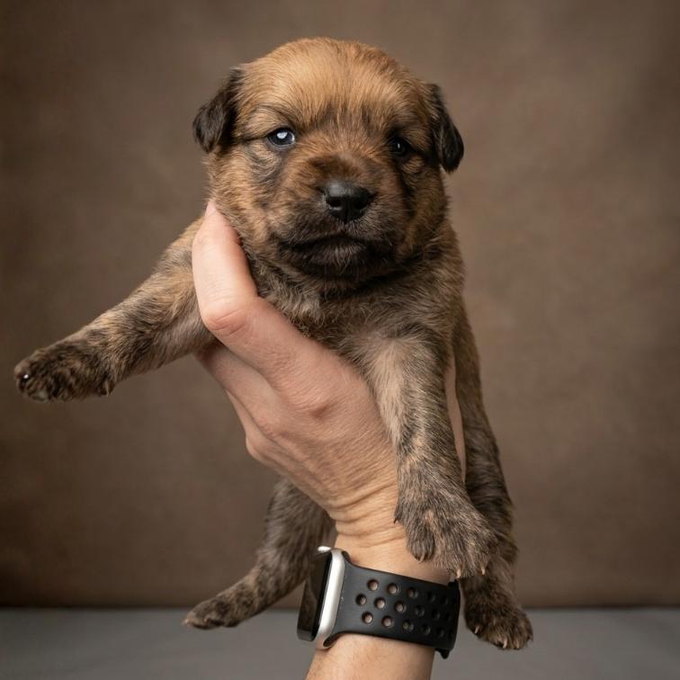 CLOVER - Mixed Breed / Mixed Breed available for adoption