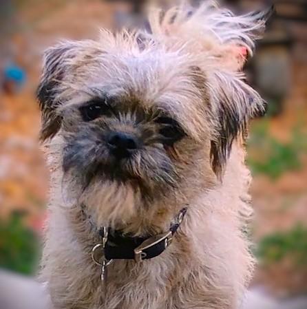 TREXIE, ADOPTABLE, Young Female Pug & Maltese.
