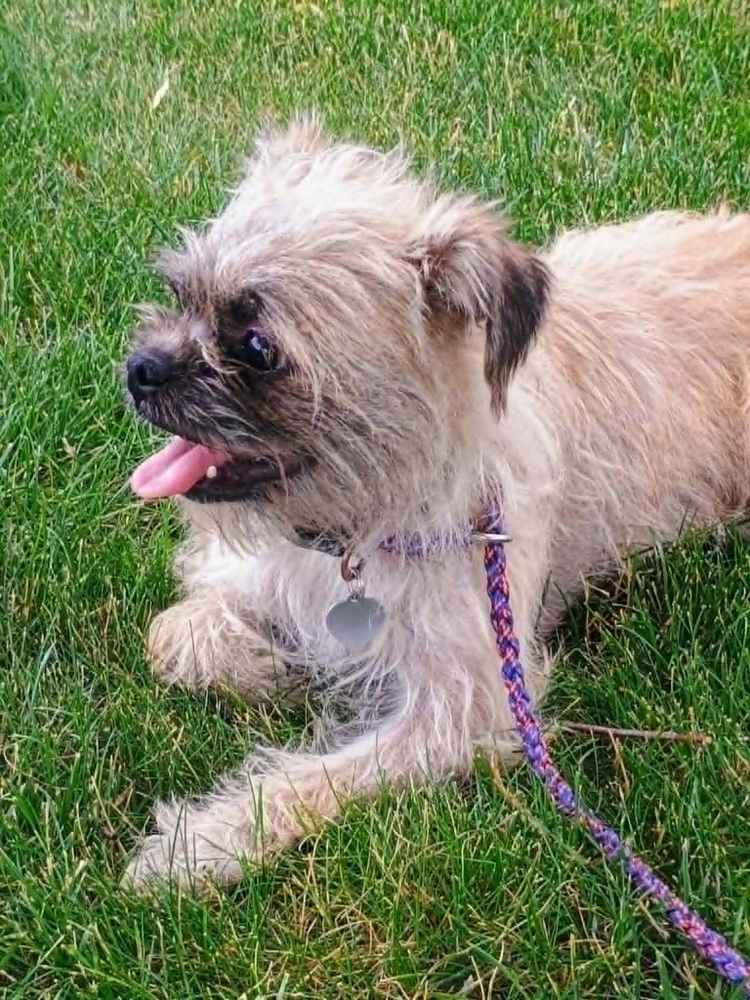 Enlarge TREXIE, a ADOPTABLE mixed breed in Yakima, WA image 5/6