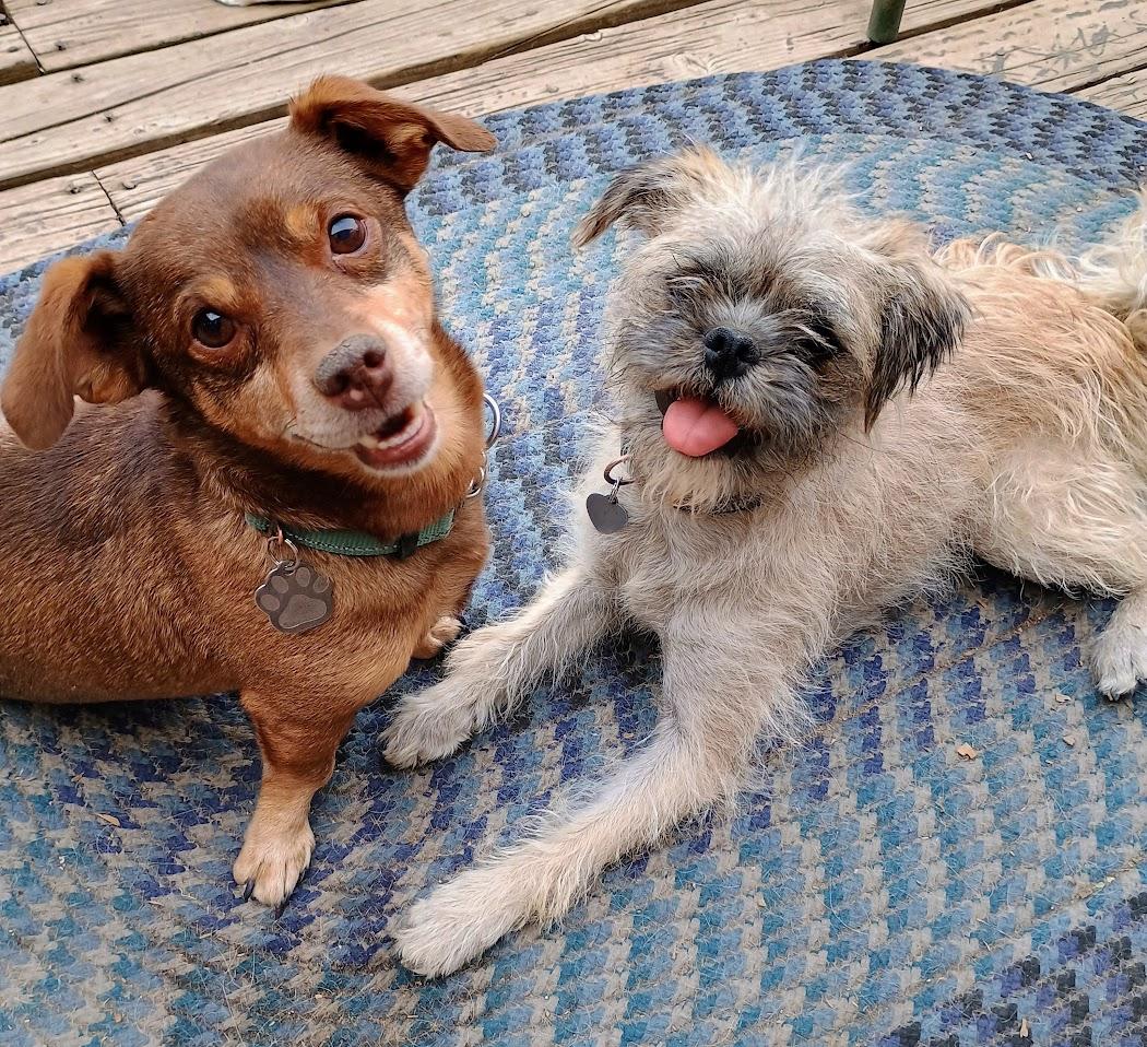 Enlarge TREXIE, a ADOPTABLE mixed breed in Yakima, WA image 2/6