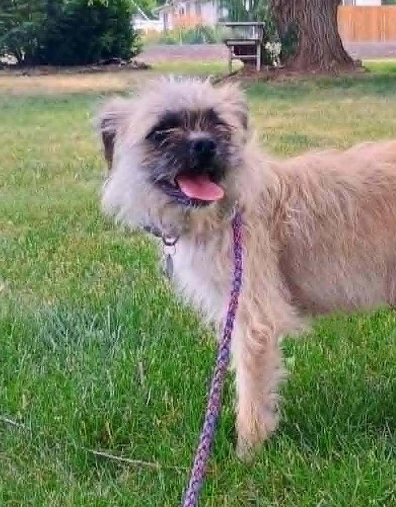 Enlarge TREXIE, a ADOPTABLE mixed breed in Yakima, WA image 6/6