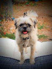 Enlarge TREXIE, a ADOPTABLE mixed breed in Yakima, WA image 4/6