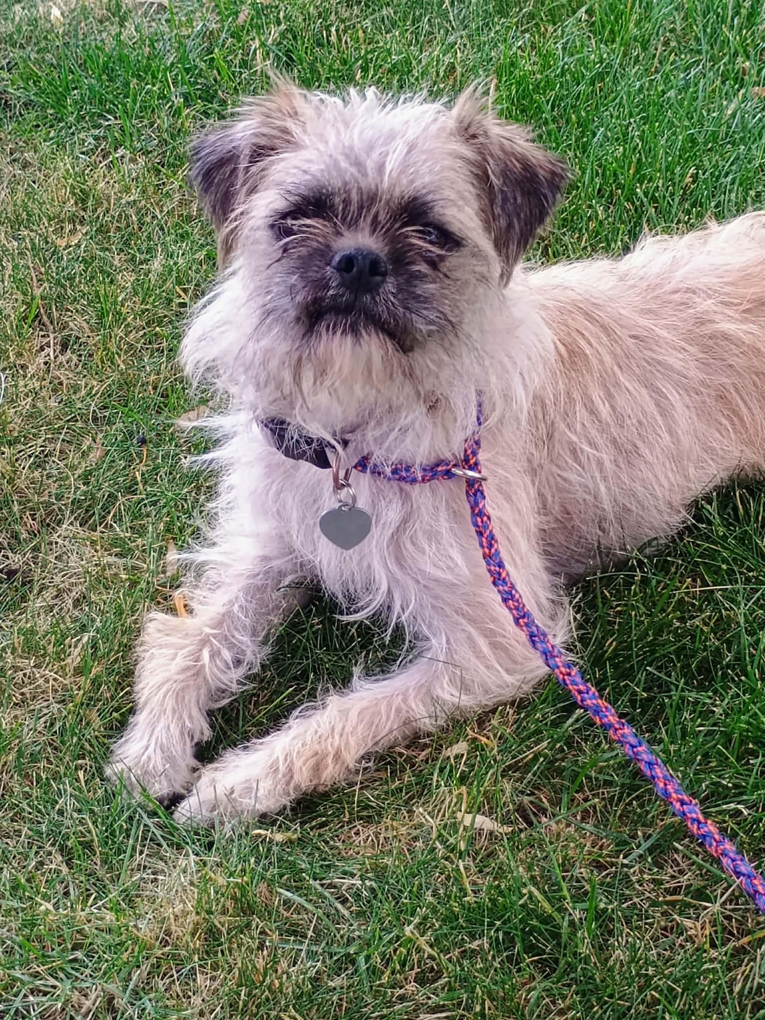 Enlarge TREXIE, a ADOPTABLE mixed breed in Yakima, WA image 3/6